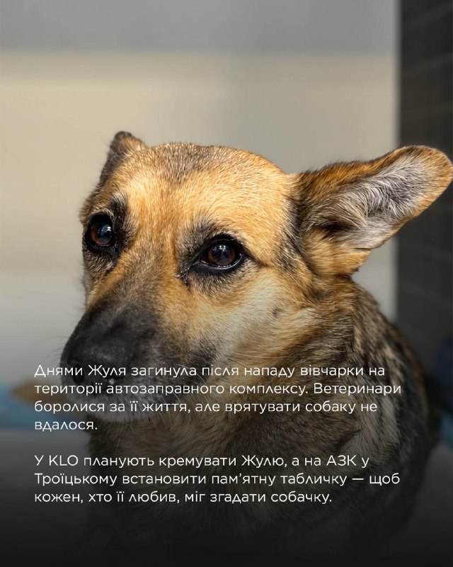 На Київщині загинула собака Жуля, яка вісім років зустрічала відвідувачів АЗС